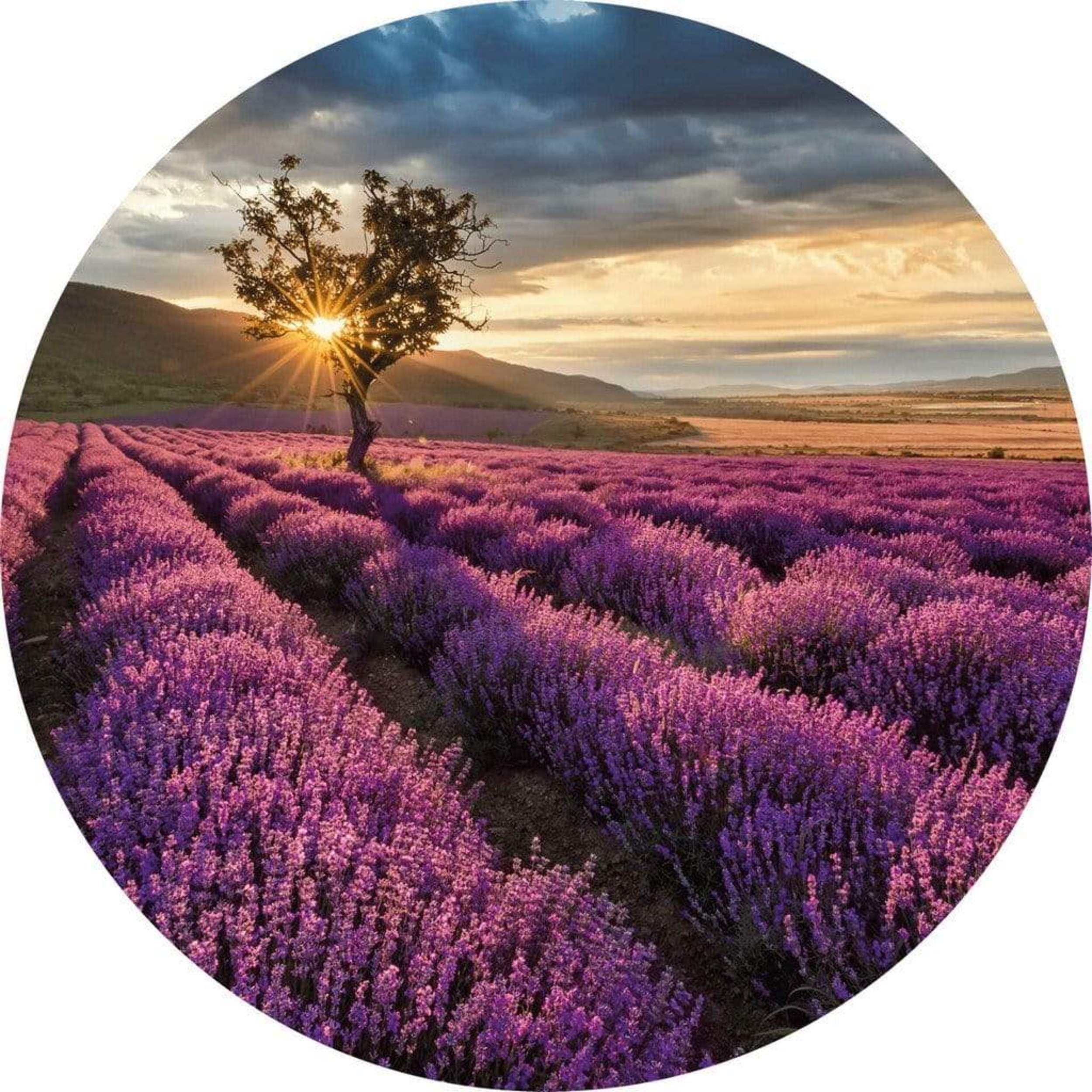 Fototapete Lavender in 140x140cm Rund Provence the