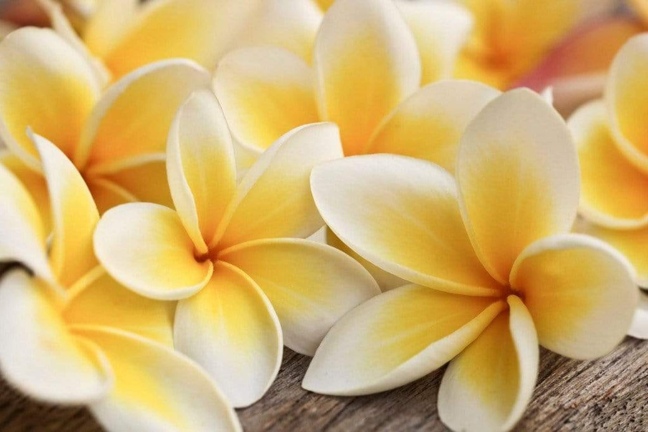 gelbe Plumeria Tapete