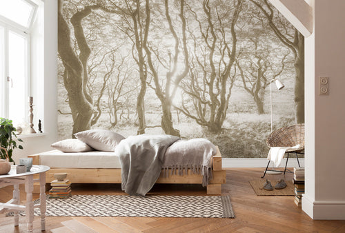 Komar Bleached Birch Vlies Fototapete 400x250cm 4 bahnen interieur | Yourdecoration.at