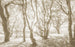 Komar Bleached Birch Vlies Fototapete 400x250cm 4 bahnen | Yourdecoration.at