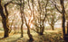 Komar Bold Birch Vlies Fototapete 400x250cm 4 bahnen | Yourdecoration.at