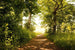 Dimex Forest Path Fototapete 375x250cm 5 Bahnen | Yourdecoration.de