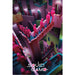 Poster Squid game Crazy Stairs 61x91 5cm Pyramid PP35008 | Yourdecoration.at