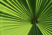 Ortwin Klipp Leaf 1 Kunstdruck 70x50cm | Yourdecoration.de