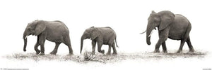 Pyramid Mario Moreno The Elephants Poster 91,5x30,5cm | Yourdecoration.de