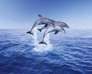 Pyramid Dolphin Trio Poster 50x40cm | Yourdecoration.de