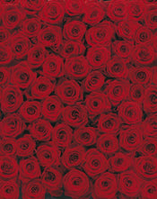 Komar Roses Fototapete 194x270cm | Yourdecoration.de