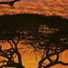 Komar African Sunset Fototapete National Geographic 194x270cm | Yourdecoration.de