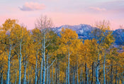 Wizard+Genius Birches and Mountains Vlies Fototapete 384x260cm 8 bahnen | Yourdecoration.de