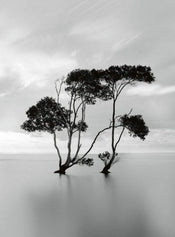 Wizard+Genius Trees In The Still Water Vlies Fototapete 192x260cm 4 bahnen | Yourdecoration.de