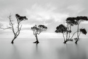 Wizard+Genius Trees in the Still Water Vlies Fototapete 384x260cm 8 bahnen | Yourdecoration.de