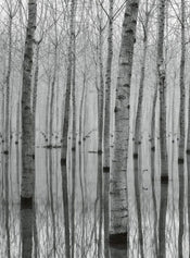 Wizard+Genius Birch Forest In The Water Vlies Fototapete 192x260cm 4 bahnen | Yourdecoration.de