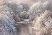 Wizard+Genius Frozen Forrest Vlies Fototapete 384x260cm 8 bahnen | Yourdecoration.de