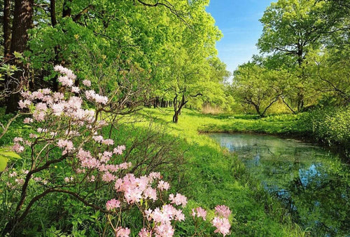 Wizard+Genius Park in the Spring Vlies Fototapete 384x260cm 8 bahnen | Yourdecoration.de