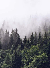 Wizard+Genius Foggy Forest Vlies Fototapete 192x260cm 4 bahnen | Yourdecoration.de