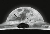 Wizard+Genius Moon and Birds Vlies Fototapete 384x260cm 8 bahnen | Yourdecoration.de