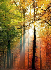 Wizard+Genius Golden Autumn Vlies Fototapete 192x260cm 4 bahnen | Yourdecoration.de