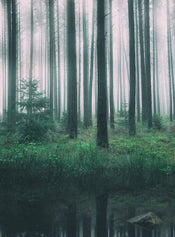 Wizard+Genius In the Woods Vlies Fototapete 192x260cm 4 bahnen | Yourdecoration.de