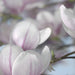 Komar Magnolia Fototapete 368x254cm | Yourdecoration.de