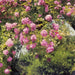 Komar Rose Garden Fototapete 368x254cm | Yourdecoration.de