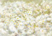 Komar Daisies Fototapete 368x254cm | Yourdecoration.de