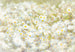 Komar Daisies Fototapete 368x254cm | Yourdecoration.de