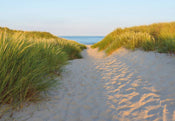 Komar Sandy Path Fototapete 368x254cm | Yourdecoration.de