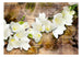 Fototapete - Freesia on Wood - Vliestapete