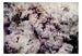 Fototapete - Home Flowerbed - Vliestapete