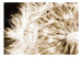 Fototapete - Dandelion Sepia - Vliestapete