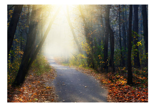 Fototapete - Road Through the Forest - Vliestapete