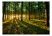 Fototapete - Spring Morning in the Forest - Vliestapete