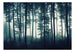 Fototapete - Dark Forest - Vliestapete