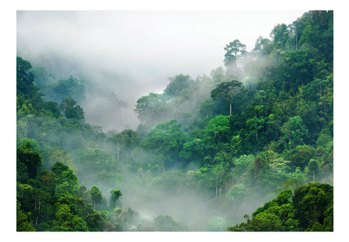 Fototapete - Morning Fog - Vliestapete