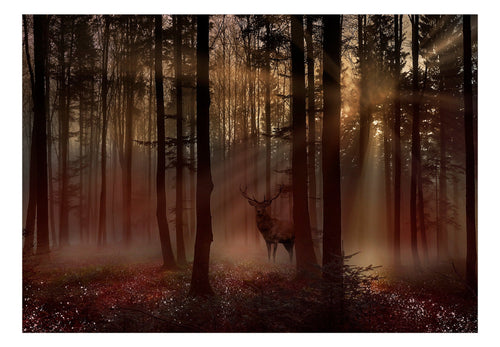 Fototapete - Mystical Forest First Variant - Vliestapete