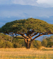 Dimex Acacia Tree Fototapete 225x250cm 3 Bahnen | Yourdecoration.de