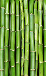 Dimex Bamboo Fototapete 150x250cm 2 Bahnen | Yourdecoration.de