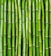 Dimex Bamboo Fototapete 225x250cm 3 Bahnen | Yourdecoration.de