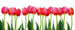 Dimex Bed of Tulips Fototapete 375x150cm 5 Bahnen | Yourdecoration.de