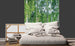 Dimex Birch Grow Fototapete 225x250cm 3 Bahnen Sfeer | Yourdecoration.nl