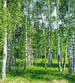 Dimex Birch Grow Fototapete 225x250cm 3 Bahnen | Yourdecoration.de