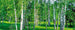 Dimex Birch Grow Fototapete 375x150cm 5 Bahnen | Yourdecoration.de