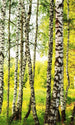 Dimex Birch Path Fototapete 150x250cm 2 Bahnen | Yourdecoration.de