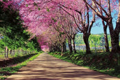 Dimex Blossom Alley Fototapete 375x250cm 5 Bahnen | Yourdecoration.de