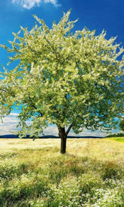 Dimex Blossom Tree Fototapete 150x250cm 2 Bahnen | Yourdecoration.de