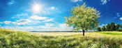 Dimex Blossom Tree Fototapete 375x150cm 5 Bahnen | Yourdecoration.de