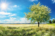 Dimex Blossom Tree Fototapete 375x250cm 5 Bahnen | Yourdecoration.de