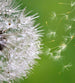 Dimex Blowing Dandelion Fototapete 225x250cm 3 Bahnen | Yourdecoration.de