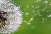 Dimex Blowing Dandelion Fototapete 375x250cm 5 Bahnen | Yourdecoration.de