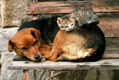 Dimex Cat and Dog Fototapete 375x250cm 5 Bahnen | Yourdecoration.de